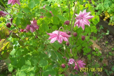 100_8648 spornlos rosa.jpg