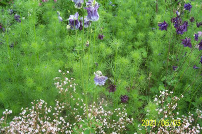 100_8662 Akelei hellblau und aubergine.jpg