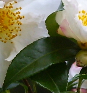 56_Camellia_C.T._Blatt.JPG