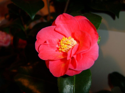 flame_019.jpg