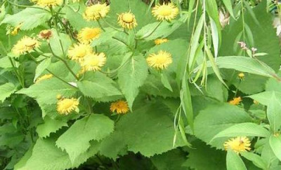 Telekia__speciosa___kl.jpg