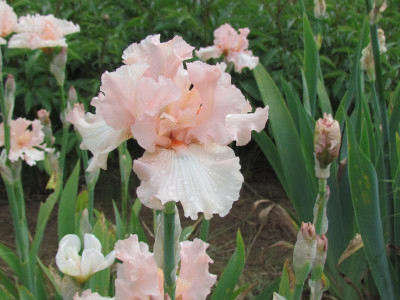 TB Aurora Peach Delight.JPG