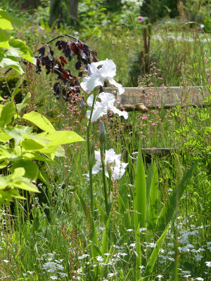 2021-06-04 Iris 'English Cottage' 1.jpg
