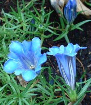 so_blau_blau_blau_....JPG