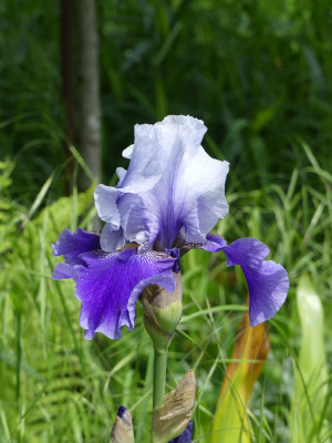 2021-06-04 Iris 'Hellcat' 1.jpg
