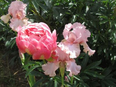 TB Blushing Pink.JPG