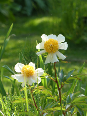 2021-06-04 Paeonia 'Claire de Lune' 1.jpg