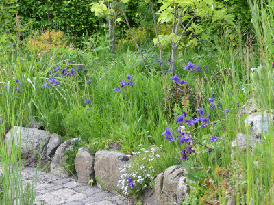 2021-06-01 Aquilegia 2.jpg