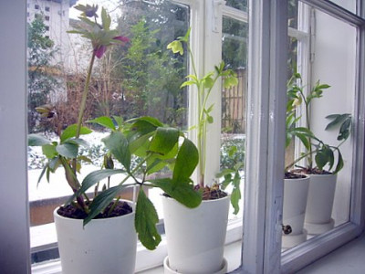 Doppelfenster.jpg