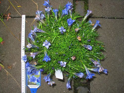 Gentiana_sino-ornata.jpg