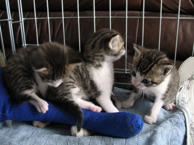 IMG_1460a.jpgLenis_Babies.jpg