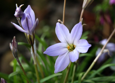 St_Ipheionuniflorum0207.jpg