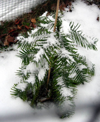 Wollemia_03.01.2008.jpg