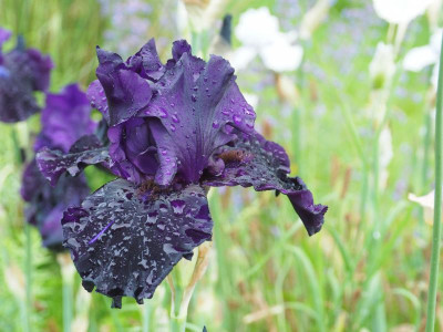 Dark Passion 1998 Schreiner P6050331.JPG