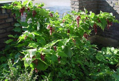 Leycesteria_formosa.jpg