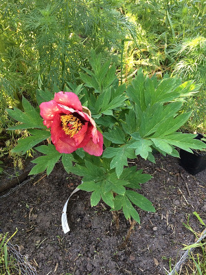 2021-06-05 Paeonia lutea Gauguine.JPG