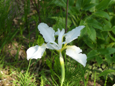 2021-06-04 Iris tectorum 'Album'.jpg