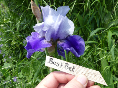 2021-06-05 Iris 'Best Bet'.jpg