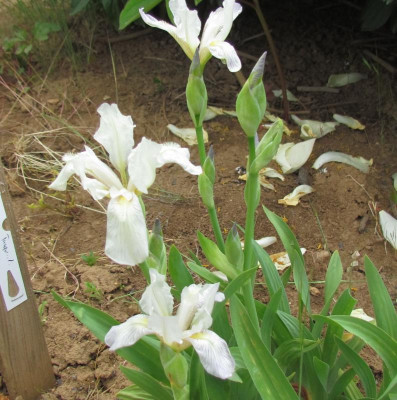 Spec Variegata weiß.JPG
