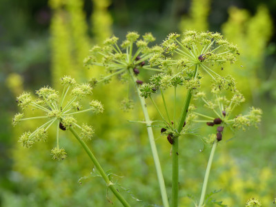 2021-06-05 Molopospermum peloponnesiacum 1.jpg