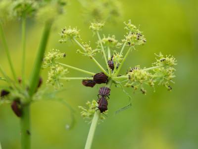 2021-06-05 Molopospermum peloponnesiacum 3.jpg