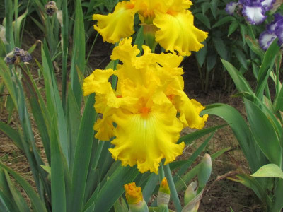 TB Amarillo Frills.JPG