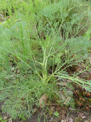 2021-06-05 Doldenblütler Kap Kaliakra 3.jpg