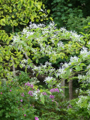 2021-06-05 Chionanthus retusus.jpg