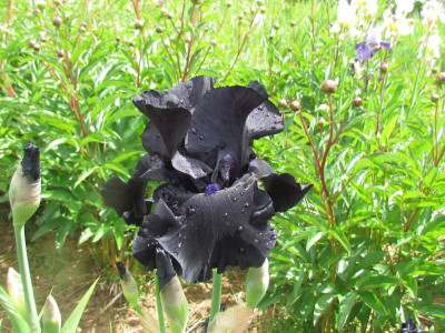 TB Black Suited.JPG