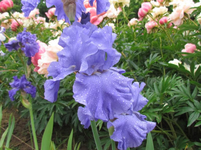 TB Blue Temptation.JPG