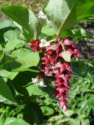 Leycesteria_formosa2.jpg