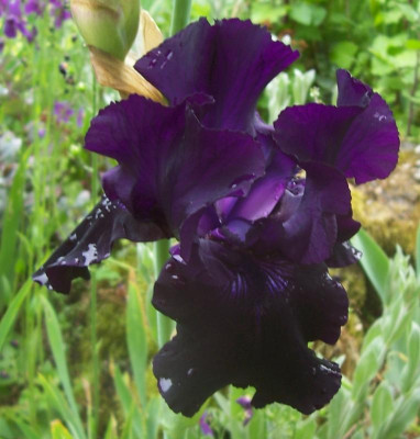 100_8673 Schwarze.jpg