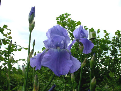 Iris_barbata_Harbour_Blue.jpg