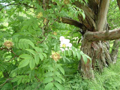 Rosa_roxburghi_klein_DSCF1024.jpg