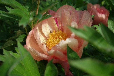 DSC04284.jpg