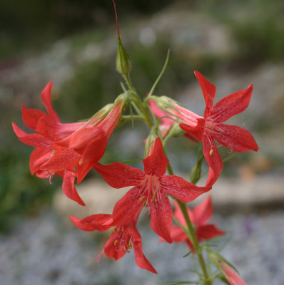 IMG_3251_eIpomopsis_rubra.JPG