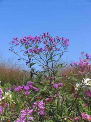 Vernonia2.jpg