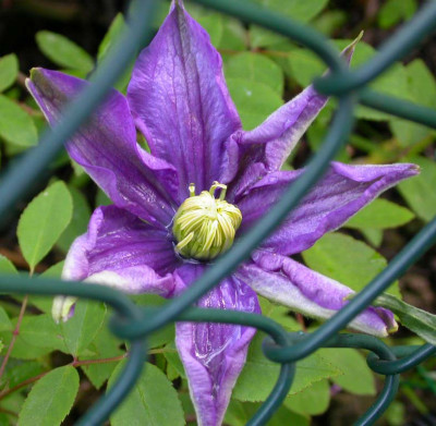 Kamila_2006.jpg