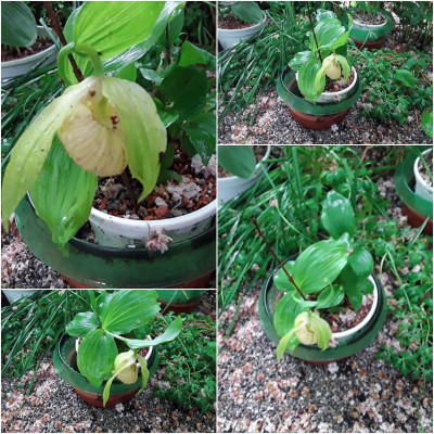 Pubescens.jpg