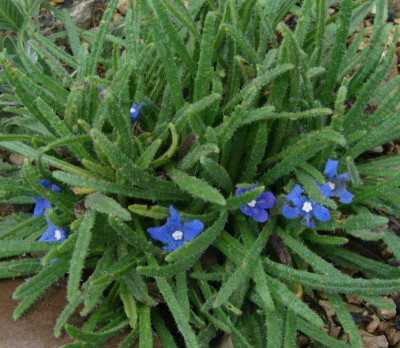 Anchusa caespitosa21-67.jpg