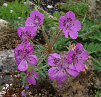 Erodium castellanum21-67.jpg