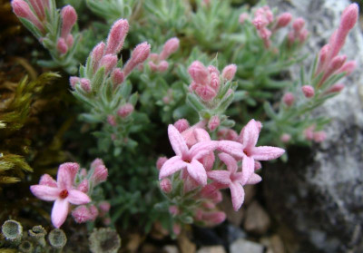 Asperula daphneola21-67.jpg