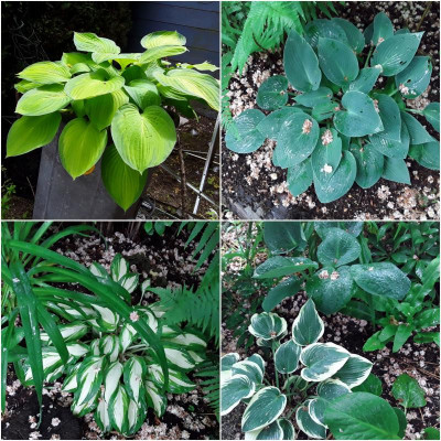 FünfHostas.jpg