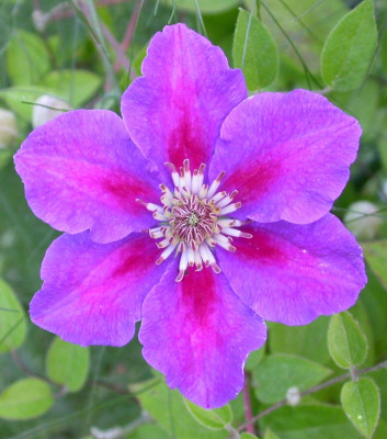 Clematis_Ashva.jpg