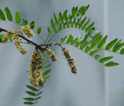 Gleditsia-triacanthos-1.jpg