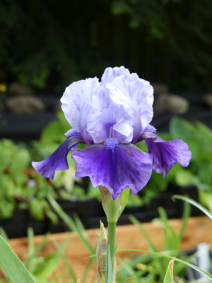 2021-06-06 Iris 'Hellcat' 1.jpg