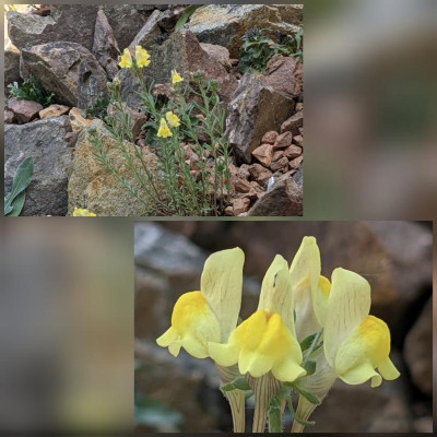 CollageMaker_20210605_141547710.jpg