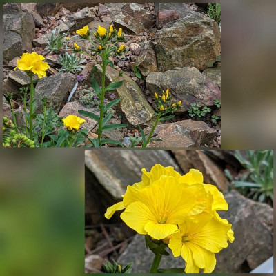 CollageMaker_20210605_144810890.jpg