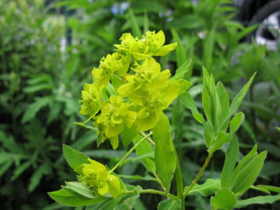 Euphorbia soongarica 5.JPG