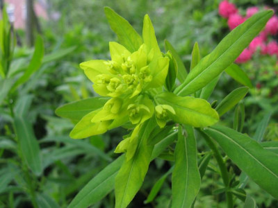euphorbia unbekannt 4.JPG